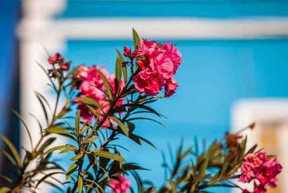 Kapverden Urlaub auf der Blumeninsel Brava