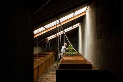 Azoren Tee Trocknung