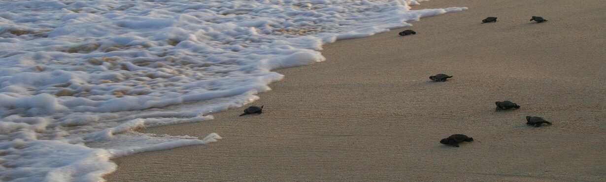 Schildkrötentour auf Boa Vista- Bild 2