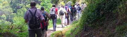 Wandern im Gänsemarsch - entlang der Levadas auf Madeira
