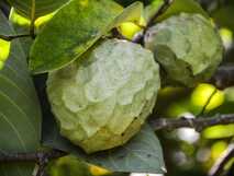 Quinta dos Frutos auf der Insel Graciosa - Früchte im tropischen Garten.