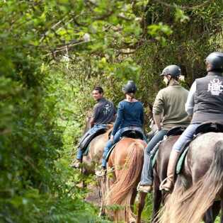 Reiten-faial-wald