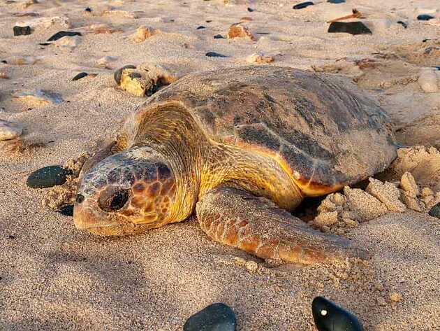 Eine große Meeresschildkröte liegt auf dem Sandstrand von Boa Vista, umgeben von Steinen und Spuren, die sie auf dem Weg vom Meer hinterlassen hat.
