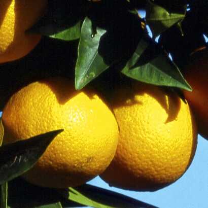 Orangenduft und Küstenwandern Algarve