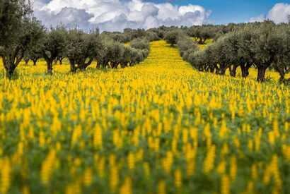 Wildblumen färben die Weiten des Altentejo in gelb.