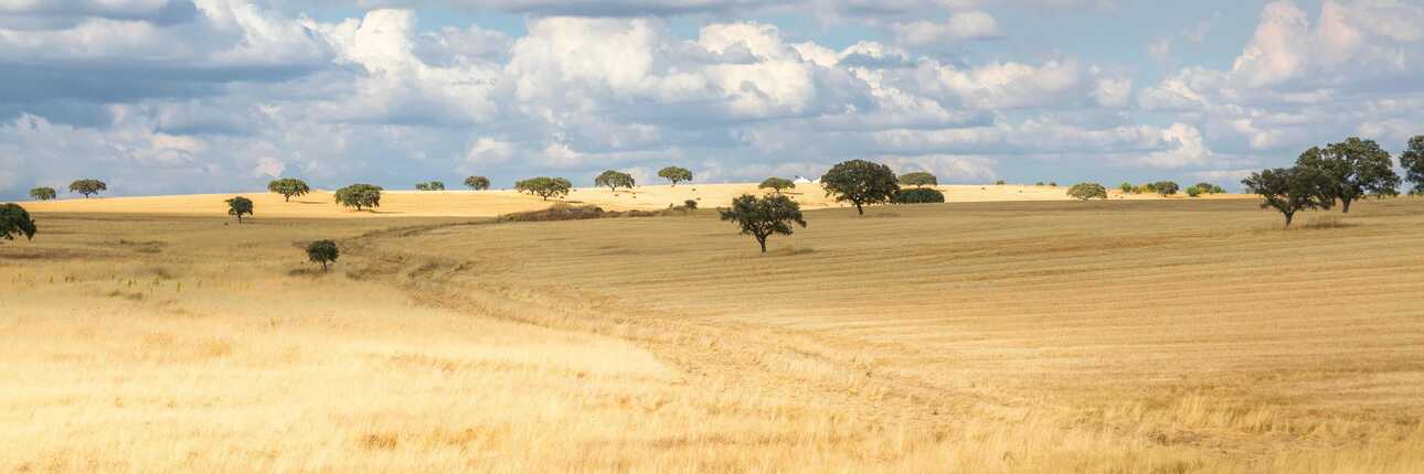 Weite, sanft gewellte Landschaft im Alentejo mit goldgelben Feldern, vereinzelten Korkeichen und großem Himmel mit hellen, lockeren Wolken.