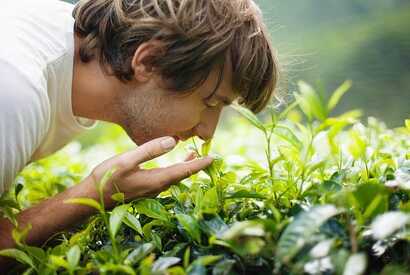 Teekenner sind begeistert von der Qualität des Azoren Tees