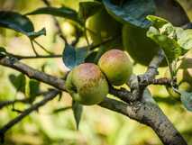 Frische, reife Äpfel im idyllischen Garten der Quinta dos Frutos auf der Insel Graciosa.