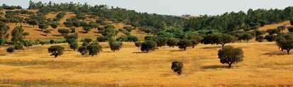 Steppe-Alentejo