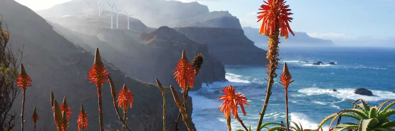 Madeira Blütezeit: Küstenlandschaft mit blühender Aloe Vera über dem Atlantik