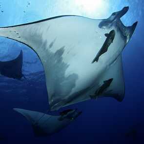 Tauchen-princess-alice-bank-azoren