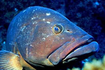 Tauchen auf den Azoren - die besten Spots