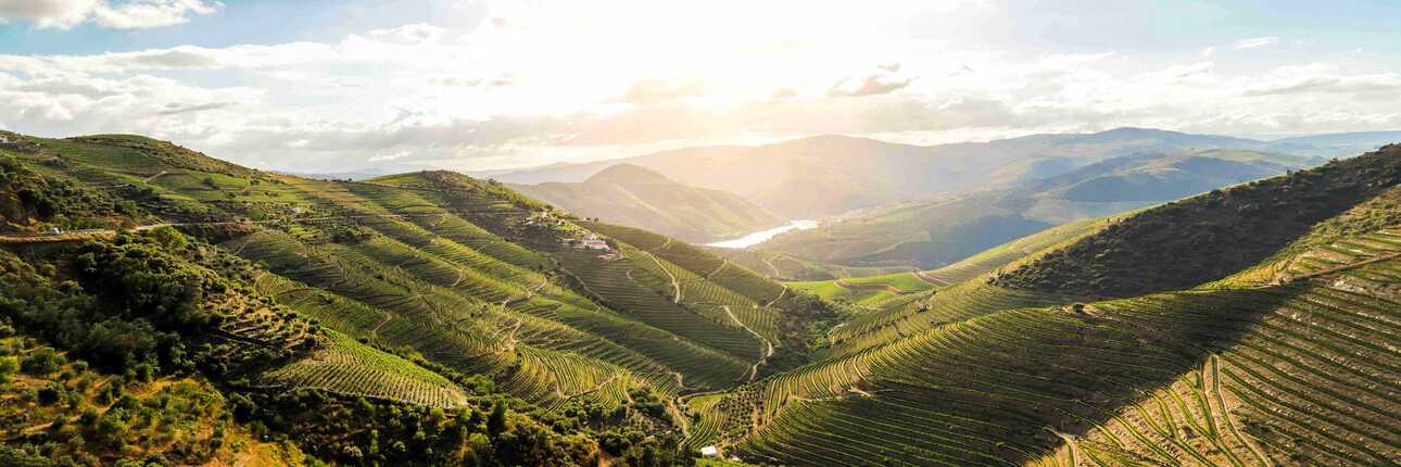 Grüne Douro-Tal in Nordportugal mit Weinreben und Hügellandschaften