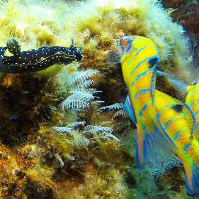 Tauchen-terceira-azoren