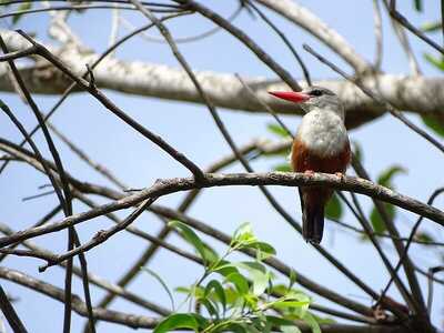 Die reiche Vogelwelt der Kapverden ist vielfältig