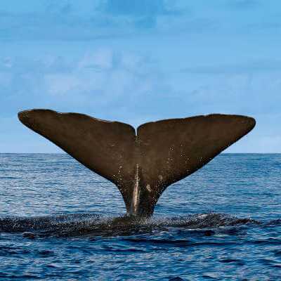 Meeresriesen hautnah erleben: Krönen Sie Ihren Azoren-Strandurlaub mit einer Whalewatching-Bootstour.