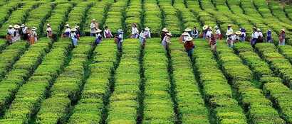 Europas einzige Teeplantage auf Sao Miguel, Azoren-Tee