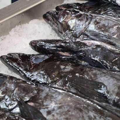 Faad5cfa-c049-45c7-8649-a3445dc577dd large