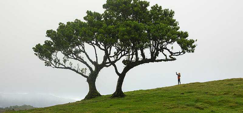 Bizarr geformt von Wind und Wetter - der Madeira Lorbeerwald bei Fanal