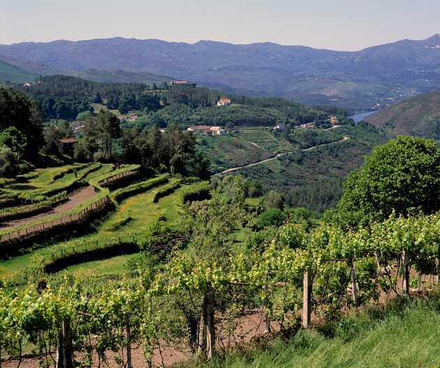 Sie blicken über einen grünen Weinberg im Terrassenstil. Im Hintergrund der Berge lässt sich ein Fluss, der sich durch das Tal schlängelt erkennen: Typisch Portugal.