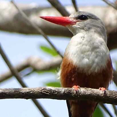Zu sehen auf Santiago -der Kapverden Eisvogel