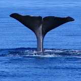 Walbeobachtung Azoren