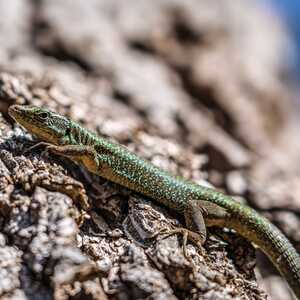 Grünlich schimmernde Eidechse auf einem Stein