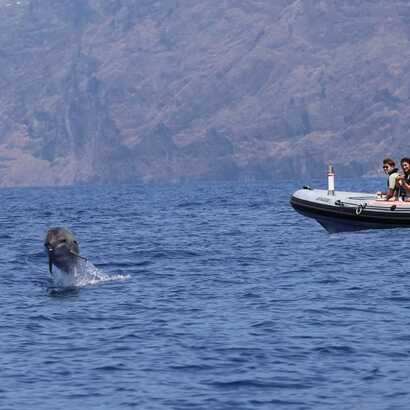 Bootstour-wal-delfinbeobachtung