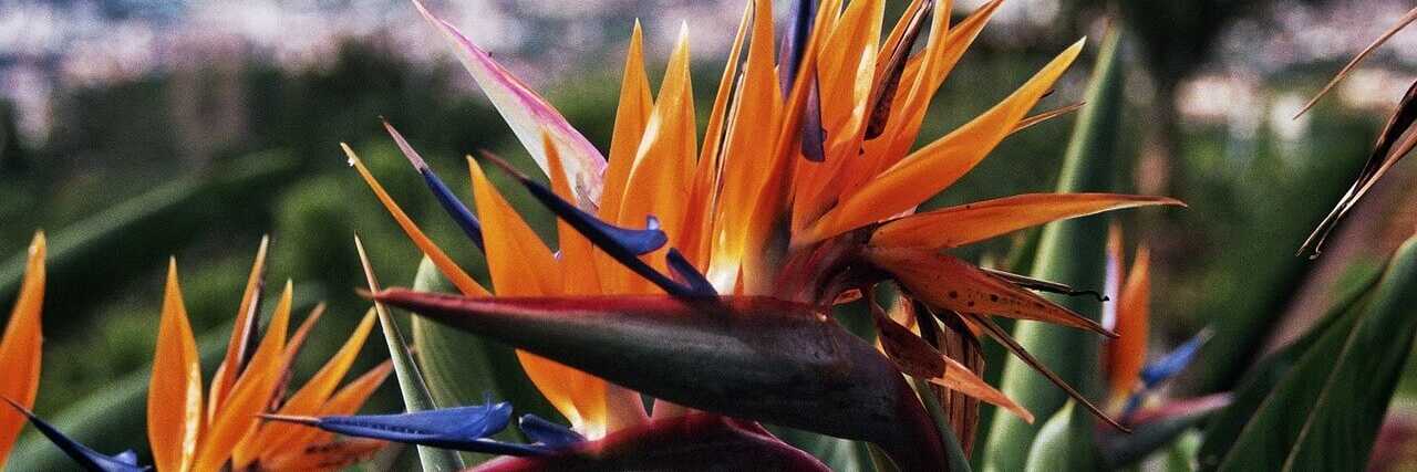 Wunderschöne Strelizien - die Paradiesblume ist auch im Botanischen Garten in Funchal vertreten