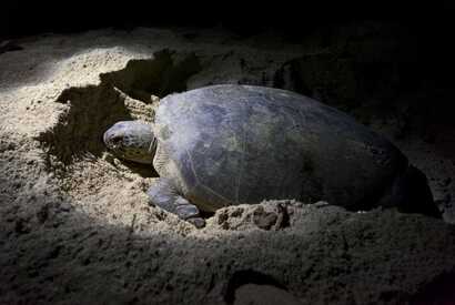 Schildkröte bei der nächtlichen Eiablage im Sand an einem Strand der Kapverden.