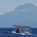 Die Schwanzflosse eines Pottwals ragt aus dem Wasser – Whale Watching vor dem Vulkan Pico auf den Azoren.