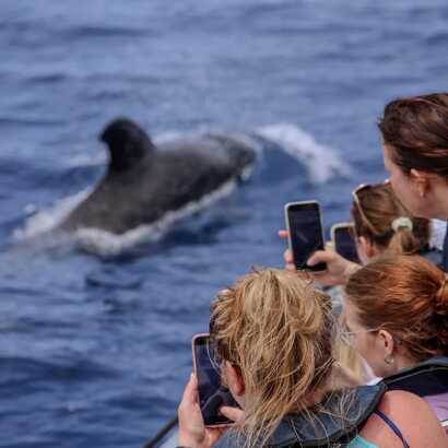 Walbeobachtung-bootstour-madeira