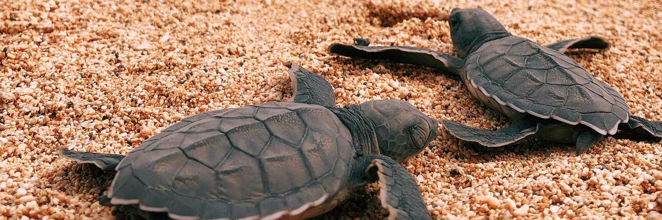 Frisch geschlüpfte Schildkröten auf dem Weg ins Meer
