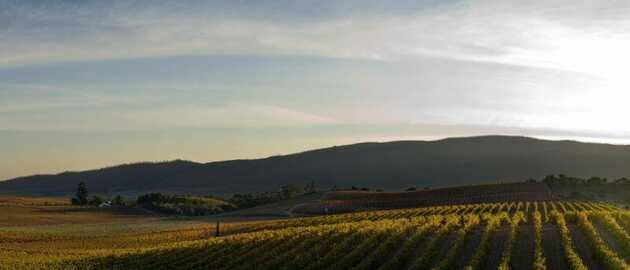Die Region ist international auch wegen ihres Weines bekannt.