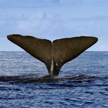 WhaleWatching