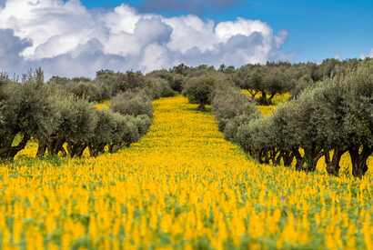Blühende Landschaft im Alentejo mit Olivenbäumen – Genussreise durch Portugals Natur