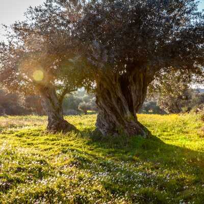 Alentejo-olivenbaum