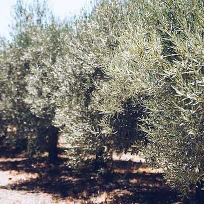 B2add0e5-e2e9-477a-b0c3-c2cd512e0846 large