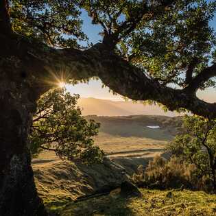 Fanal-lorbeerwald