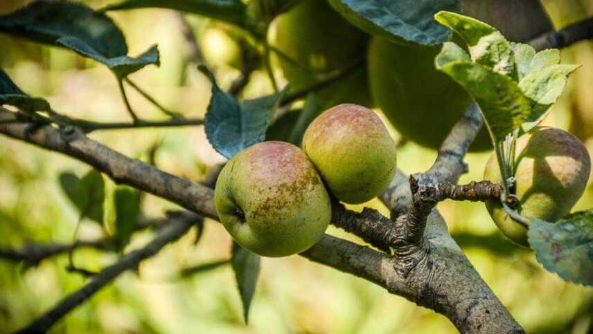 Quinta-dos-frutos-apfelbaum