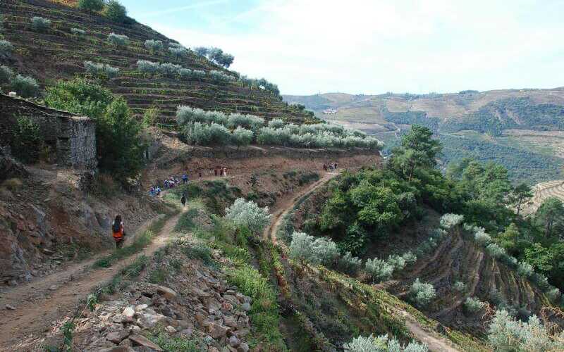 Weinwanderung am Douro