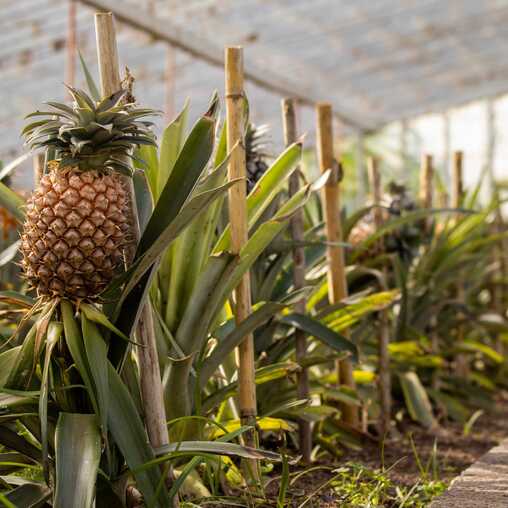 Besuchen Sie eine Ananas-Plantage und erfahren Sie mehr über die Kultivierung der Früchte auf den Azoren