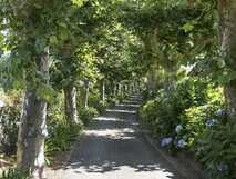 Casa do Monte auf Sao Miguel, idyllischer Baumweg mit üppiger grüner Vegetation und blühenden Hortensien – perfekte Ruheoase bei picotours.