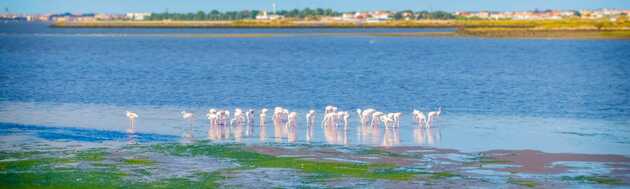 Hier gibt es eine Flamingokolonie im Naturschutzgebiet Ria Formosa, an der Küste von Portugal im Süden.
