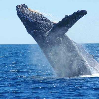 Humpback-whale