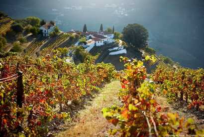 Weingut in Portugal