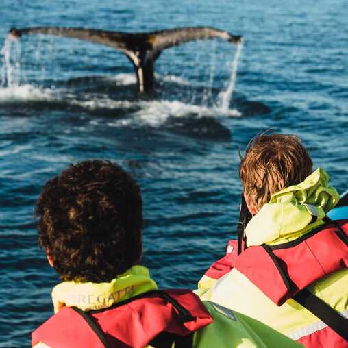 Wale beobachten auf den Azoren - bei einer Whale Watching Bootstour