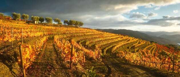 Herbststimmung mit Rebstöcken in rot und orange in den steilen Hängen am Douro Fluss bei der Reise Wein und Wandern im Dourotalmit picotours.
