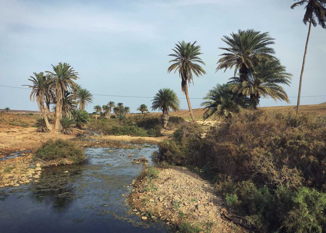 Palmen und ein kleiner Wasserlauf in der trockenen Landschaft von Boa Vista auf den Kapverden bei mildem Wetter.