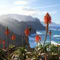 Madeira Blütezeit: Küstenlandschaft mit blühender Aloe Vera über dem Atlantik